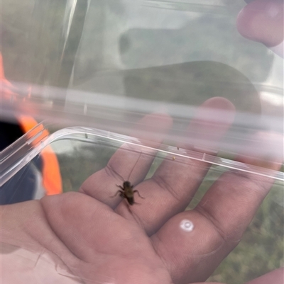 Bobilla sp. (genus) (A Small field cricket) at Bannaby, NSW - 28 Apr 2025 by KylieB