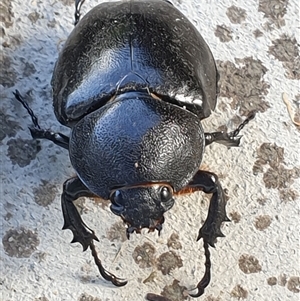 Xylotrupes australicus at Copmanhurst, NSW - suppressed