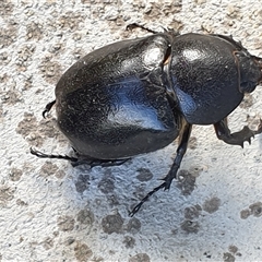Xylotrupes australicus at Copmanhurst, NSW - suppressed