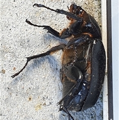 Xylotrupes australicus at Copmanhurst, NSW - suppressed