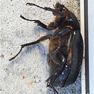 Xylotrupes australicus at Copmanhurst, NSW - suppressed