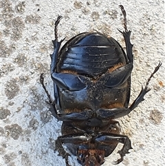 Xylotrupes australicus at Copmanhurst, NSW - suppressed
