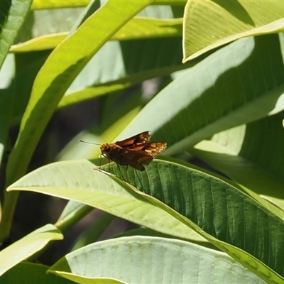 Ocybadistes walkeri at Narooma, NSW - 17 Apr 2025 by RAllen