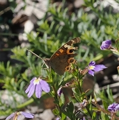Junonia villida (Meadow Argus) at Narooma, NSW - 17 Apr 2025 by RAllen