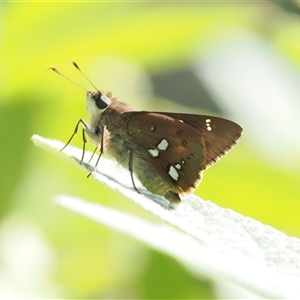 Trapezites praxedes at Narooma, NSW - 17 Apr 2025 01:53 PM
