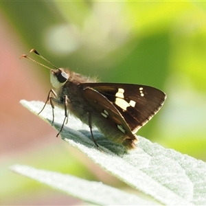 Trapezites praxedes at Narooma, NSW - 17 Apr 2025 01:53 PM