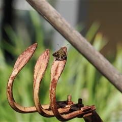 Trapezites praxedes at Narooma, NSW - 17 Apr 2025 01:53 PM