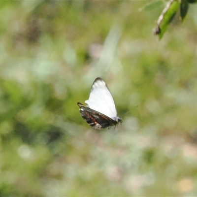 Delias nigrina (Black Jezebel) at Narooma, NSW - 17 Apr 2025 by RAllen