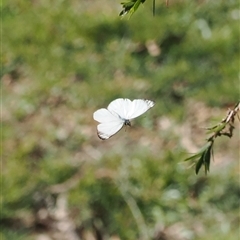 Delias nigrina at Narooma, NSW - 17 Apr 2025 02:08 PM