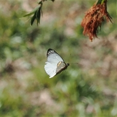 Delias nigrina at Narooma, NSW - 17 Apr 2025 02:08 PM