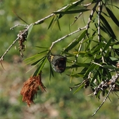 Delias nigrina at Narooma, NSW - 17 Apr 2025 02:08 PM