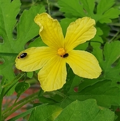 Luperina (sub-tribe) at suppressed - suppressed