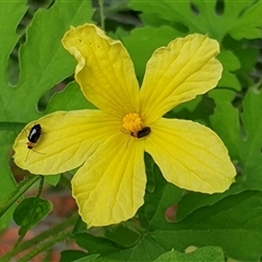 Luperina (sub-tribe) at Copmanhurst, NSW - suppressed