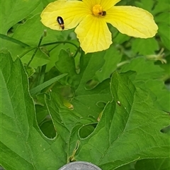 Luperina (sub-tribe) at suppressed - suppressed