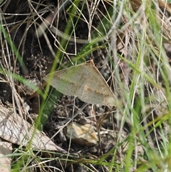 Epidesmia tryxaria at Narooma, NSW - 17 Apr 2025 by RAllen