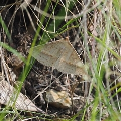 Epidesmia tryxaria at Narooma, NSW - 17 Apr 2025 02:28 PM