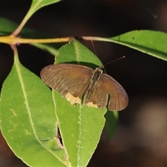 Hypocysta metirius at Narooma, NSW - 17 Apr 2025 by RAllen