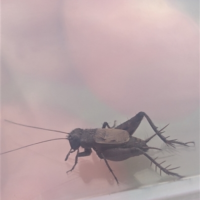 Unverified Cricket (several families) at Bannaby, NSW - 28 Apr 2025 by bryanecology