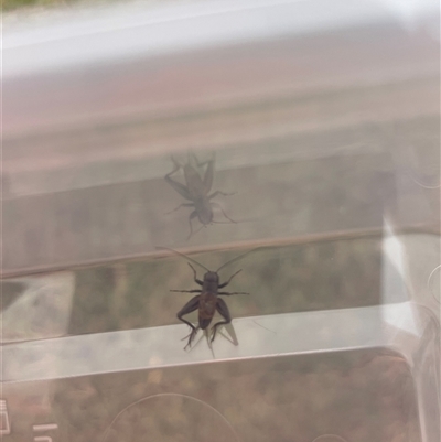 Teleogryllus commodus (Black Field Cricket) at Bannaby, NSW - 28 Apr 2025 by RubyA