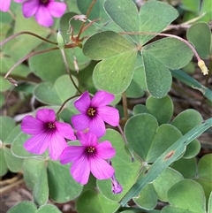 Oxalis articulata (Shamrock) at Isaacs, ACT - 28 Apr 2025 by SteveBorkowskis