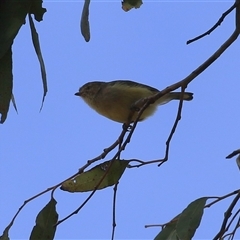 Smicrornis brevirostris (Weebill) at Bonython, ACT - 28 Apr 2025 by RodDeb