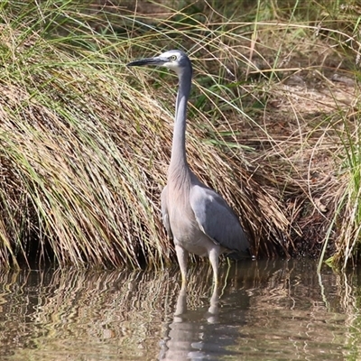 Egretta novaehollandiae (White-faced Heron) at Bonython, ACT - 28 Apr 2025 by RodDeb