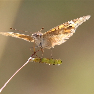 Junonia villida (Meadow Argus) at Bonython, ACT - 28 Apr 2025 by RodDeb