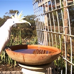 Cacatua galerita (Sulphur-crested Cockatoo) at Crowther, NSW - 17 Apr 2025 by Frecko