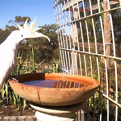 Cacatua galerita (Sulphur-crested Cockatoo) at Crowther, NSW - 17 Apr 2025 by Frecko