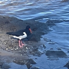 Haematopus longirostris (Australian Pied Oystercatcher) at Merimbula, NSW - 25 Apr 2025 by Clarel