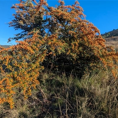 Pyracantha angustifolia (Firethorn, Orange Firethorn) at Kambah, ACT - 28 Apr 2025 by HelenCross
