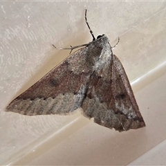 Androchela milvaria at Yass River, NSW - 28 Apr 2025 by SenexRugosus