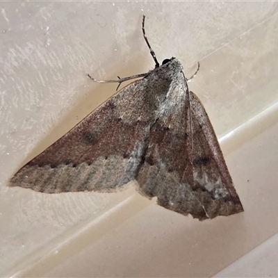 Androchela milvaria at Yass River, NSW - 28 Apr 2025 by SenexRugosus