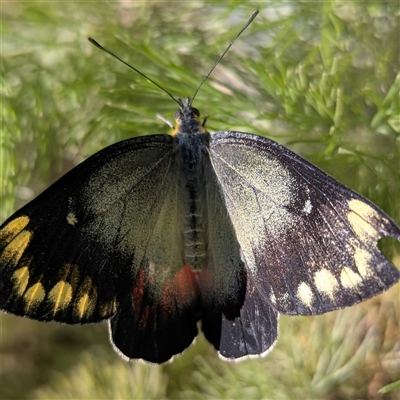 Delias harpalyce (Imperial Jezebel) at Kambah, ACT - 28 Apr 2025 by HelenCross