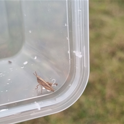 Caledia captiva (grasshopper) at Bannaby, NSW - 28 Apr 2025 by MalW