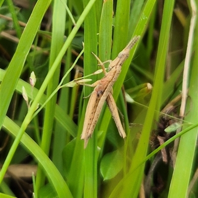 Keyacris scurra (Key's Matchstick Grasshopper) at Warri, NSW - Yesterday by JustinHurleyLey