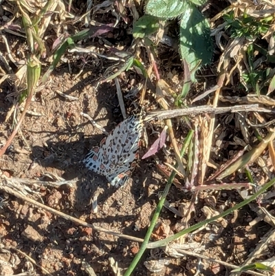 Utetheisa pulchelloides (Heliotrope Moth) at Banks, ACT - 25 Apr 2025 by JodieR