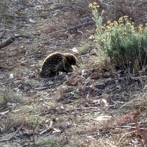 Tachyglossus aculeatus at Watson, ACT - 27 Apr 2025 03:53 PM