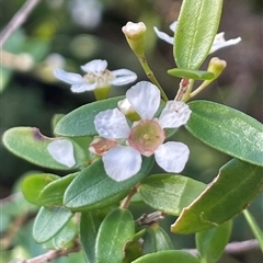 Leptospermum laevigatum (Coast Teatree) at Pebbly Beach, NSW - 21 Apr 2025 by Clarel