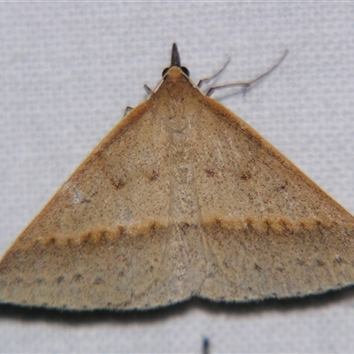 Unverified Geometer moth (Geometridae) by PJH123