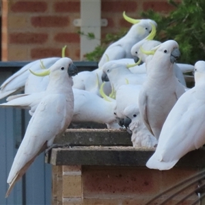 Cacatua galerita at Wagga Wagga, NSW - 28 Apr 2025 04:59 PM