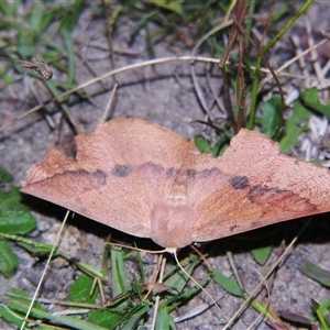 Monoctenia falernaria at Bolivia, NSW - suppressed