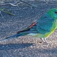 Psephotus haematonotus (Red-rumped Parrot) at Lawson, ACT - 18 Apr 2025 by RobParnell