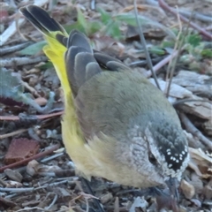 Acanthiza chrysorrhoa (Yellow-rumped Thornbill) at Lawson, ACT - 18 Apr 2025 by RobParnell