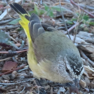 Acanthiza chrysorrhoa (Yellow-rumped Thornbill) at Lawson, ACT - 18 Apr 2025 by RobParnell