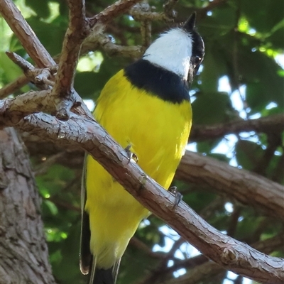 Pachycephala pectoralis (Golden Whistler) at Narrabundah, ACT - 16 Apr 2025 by RobParnell