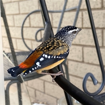 Pardalotus punctatus (Spotted Pardalote) at Wanniassa, ACT - 28 Apr 2025 by Shazw