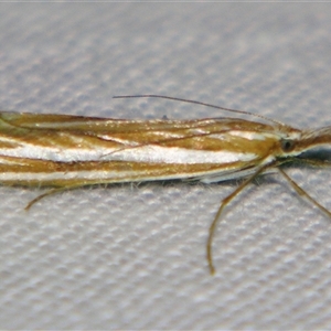Hednota grammellus at Bolivia, NSW - suppressed