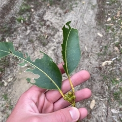 Eucalyptus botryoides at Broulee, NSW - 28 Jan 2025 05:23 PM