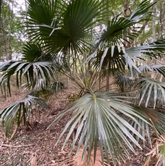 Livistona australis (Australian Cabbage Palm) at Gerroa, NSW - 8 Apr 2025 by RAllen